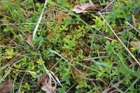 Helianthemum nummularium
