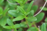 Helianthemum nummularium