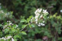 Prunus mahaleb