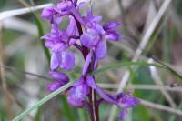 Orchis mascula