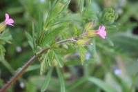 Geranium purpureum