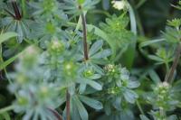 Galium album/mollugo