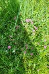 Trifolium pratense