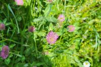 Trifolium pratense