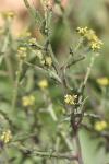 Sisymbrium officinale