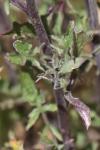 Sisymbrium officinale