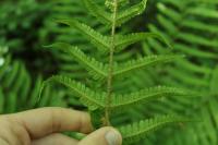 Dryopteris filix-mas