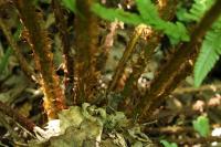 Dryopteris filix-mas