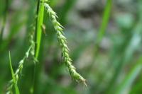 Carex sylvatica
