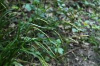 Carex sylvatica