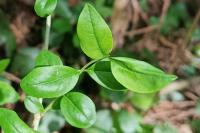 Cornus