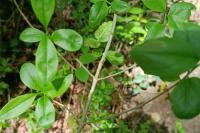 Cornus