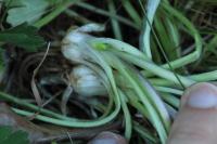 Ranunculus bulbosus