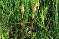 Equisetum arvense