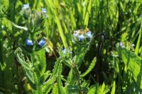Lycopsis arvensis