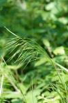 Anisantha sterilis