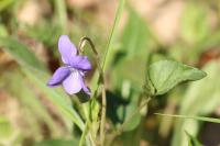 Viola riviniana