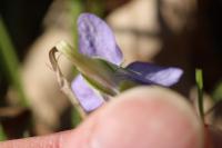 Viola riviniana
