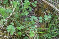 Poterium sanguisorba