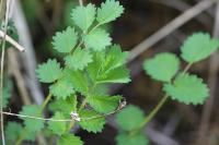Poterium sanguisorba