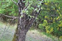 Betula pendula