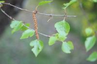 Betula pendula