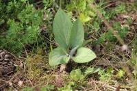 Cynoglossum officinale