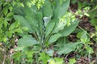 Cynoglossum officinale
