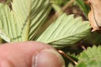 Fragaria vesca