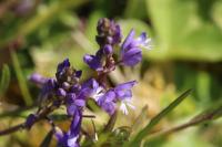 Polygala vulgaris