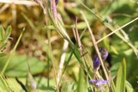 Polygala vulgaris