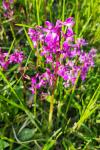 Orchis mascula