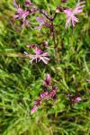 Lychnis flos-cuculi