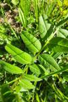 Vicia sepium