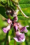 Vicia sepium