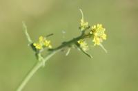 Sisymbrium officinale