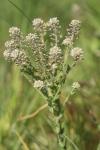 Lepidium campestre
