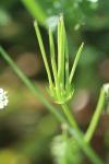 Scandix pecten-veneris