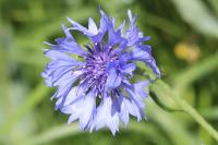 Cyanus segetum