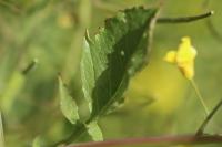 Raphanus raphanistrum