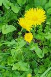 Doronicum plantagineum
