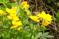 Caltha palustris