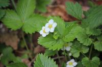 Fragaria vesca