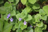 Glechoma hederacea