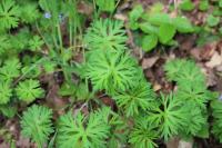 Geranium dissectum