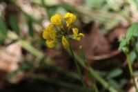 Hippocrepis comosa
