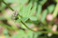 Hippocrepis comosa
