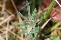 Anthyllis vulneraria
