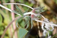 Anthyllis vulneraria