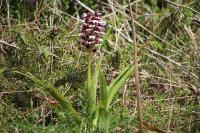 Orchis purpurea